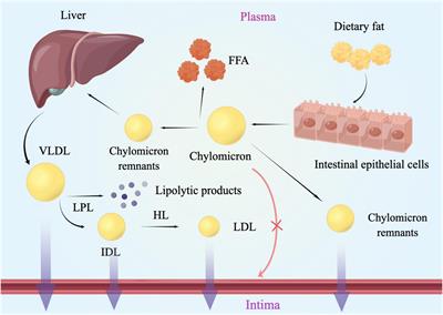 Remnant cholesterol and atherosclerotic cardiovascular disease: Metabolism, mechanism, evidence, and treatment